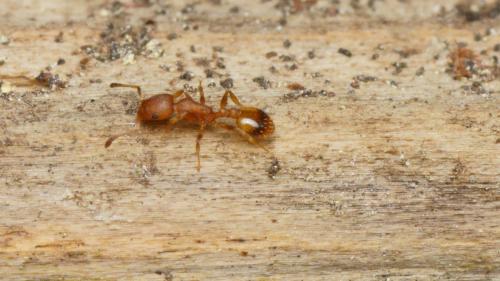 Réf. 230 702 : Temnothorax unifasciatus